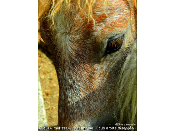 Poney - Photo de Chevaux