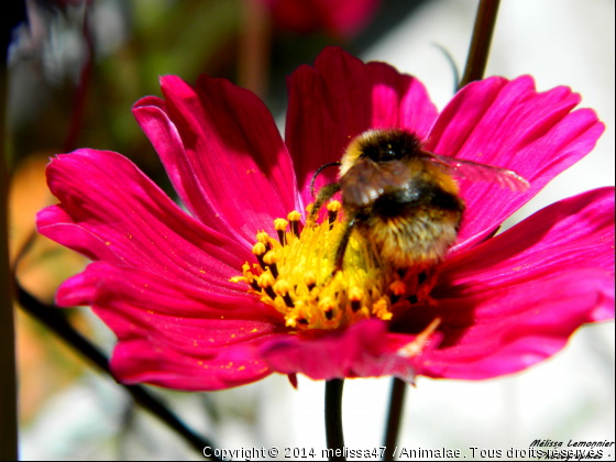 Bourdon sur une fleur  - Photo de Microcosme