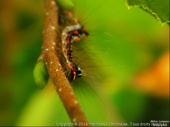 Chenille  - Photo de Microcosme