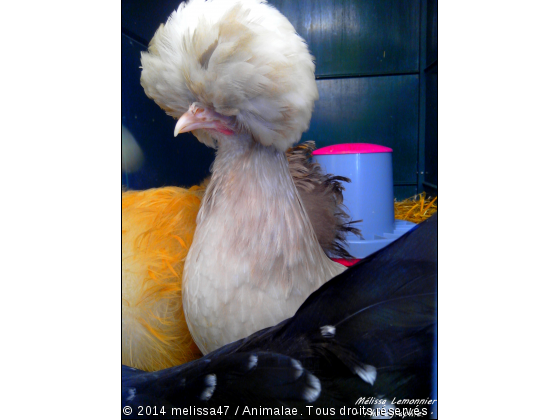 Margote la Cocotte  - Photo de Animaux Ferme