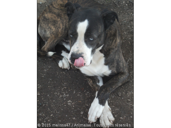 Boksi - Photo de Chiens