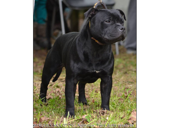 I&#039;M BLACK KING DU CLAN MOLOTOV - Photo de Chiens