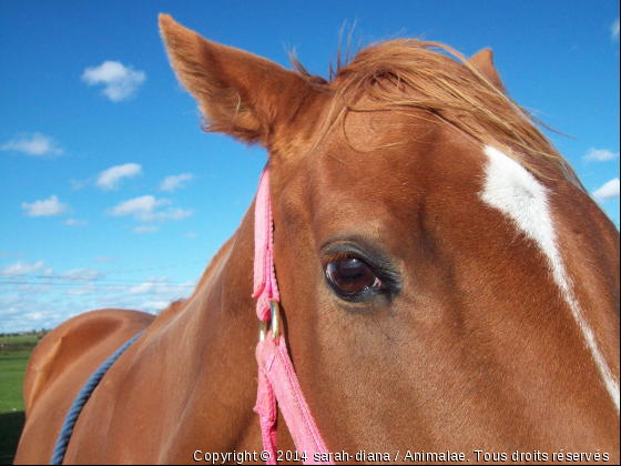 la tête dans les nuage - Photo de Chevaux