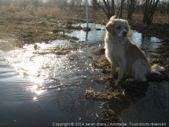 corazon au soleil - Photo de Chiens