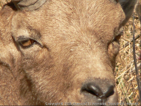 regard du bouquetin - Photo de Animaux sauvages