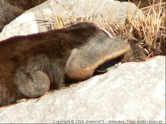 Sabot du bouquetin - Photo de Animaux sauvages