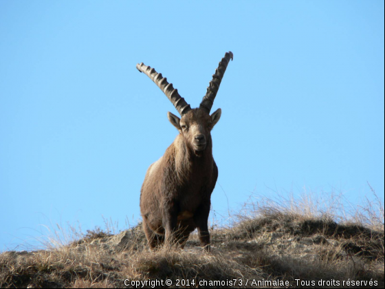 La Maurienne pays du Bouquetin - Photo de Animaux sauvages