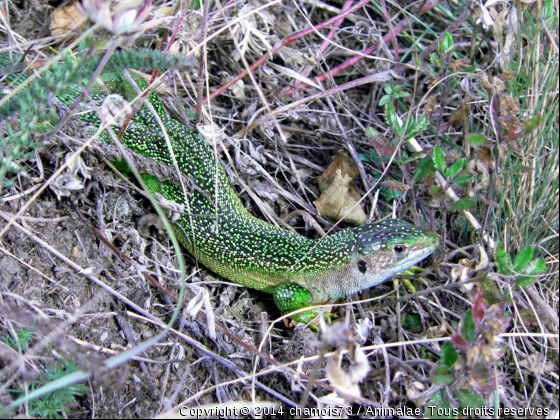 Petite sieste - Photo de Reptiles