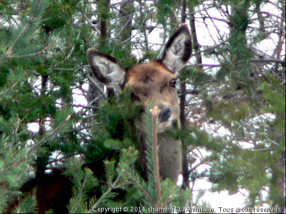 rencontre avec une biche - Photo de Animaux sauvages