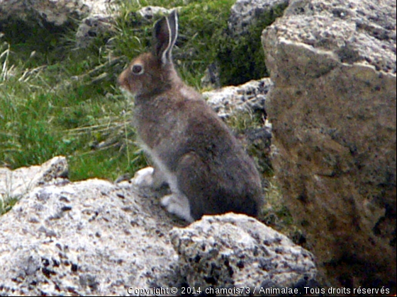 Lièvre variable dans lemassif des Encombres en Maurienne - Photo de Animaux sauvages