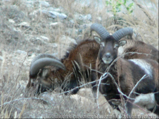 Mouflon - Photo de Animaux sauvages