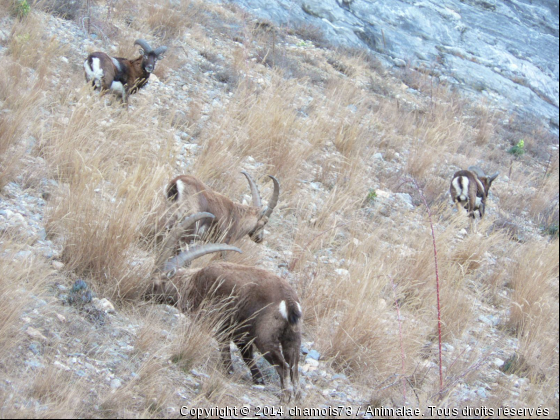 Mouflon et Bouquetin - Photo de Animaux sauvages
