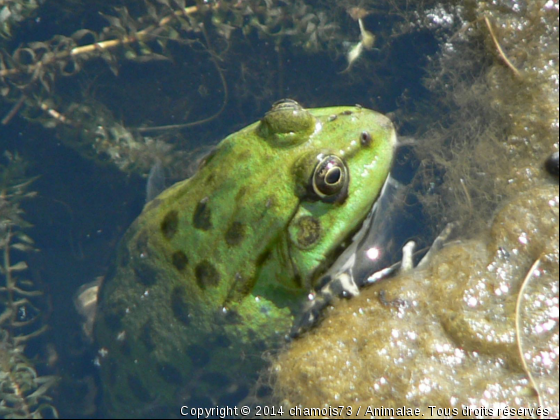 Une belle grenouille Lyonnaise  - Photo de Animaux sauvages