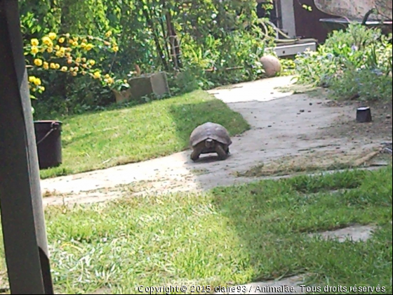 une tortue nija - Photo de Reptiles