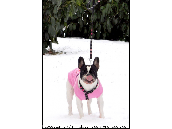 Promenade dans la neige - Photo de Chiens