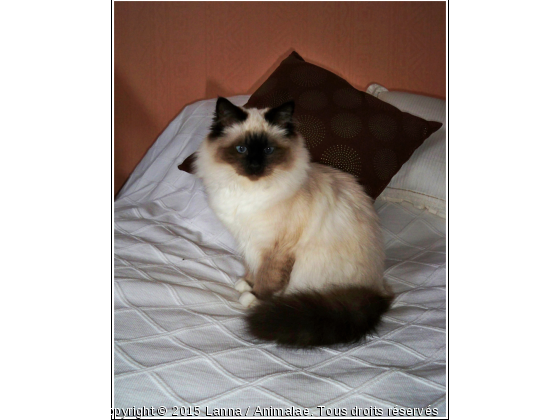  Nommez-moi &quot;Duchesse&quot; !  - Photo de Chats