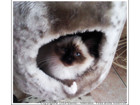 Me vois-tu dans mon arbre à chat camouflage ?  - Photo de Chats