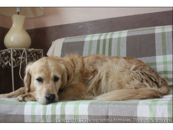 Une petite touche de luxe... - Photo de Chiens