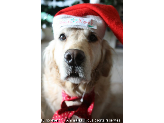 Joyeux noël - Photo de Chiens