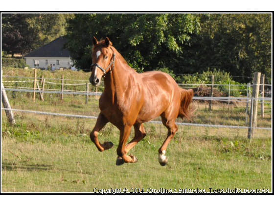 Les joies de l&#039;été - Photo de Chevaux