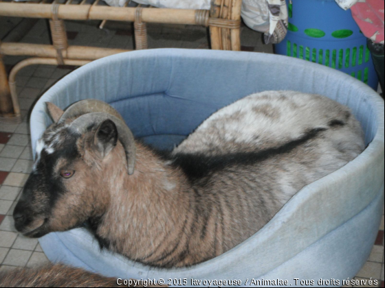  cannelle la gourmande - Photo de Animaux Ferme