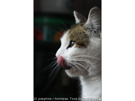 Chaussette - Photo de Chats