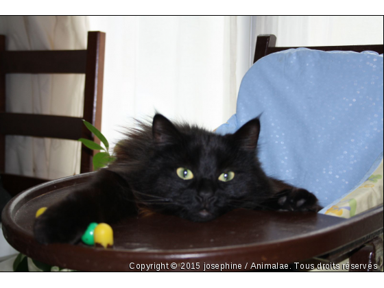 donuts se repose - Photo de Chats