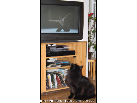 donuts aime la danse! - Photo de Chats