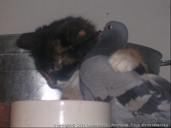 pose tendresse entre pigeon et chat - Photo de Chats