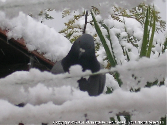 kiki sous la neige - Photo de Oiseaux