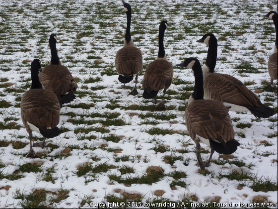 bernaches du canada dans la neige... - Photo de Oiseaux