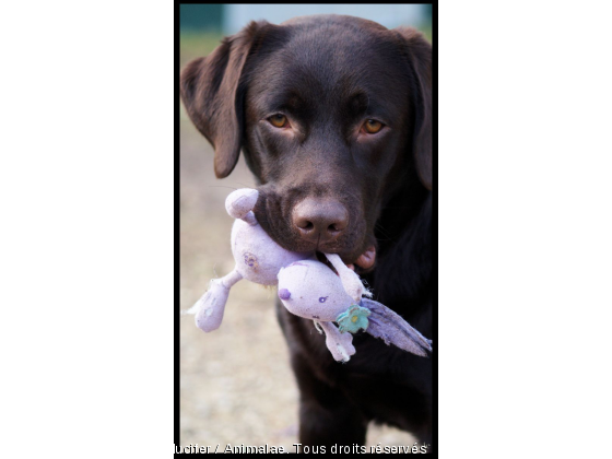 Mon doudou - Photo de Chiens