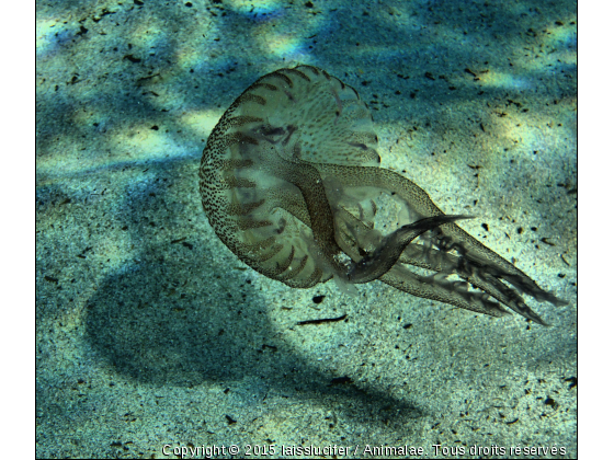 la méduse - Photo de Faune marine