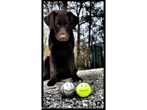 mes balles - Photo de Chiens