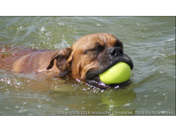 comme un poisson dans l&#039;eau - Photo de Chiens