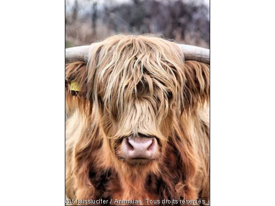 oohh la vache!! - Photo de Animaux Ferme