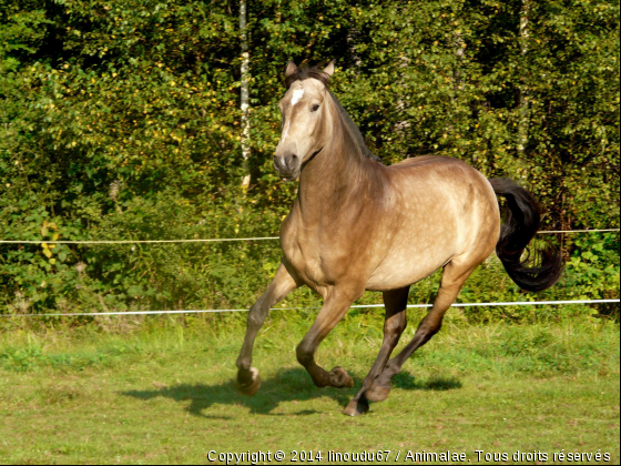 Mon cheval de guerre - Photo de Chevaux
