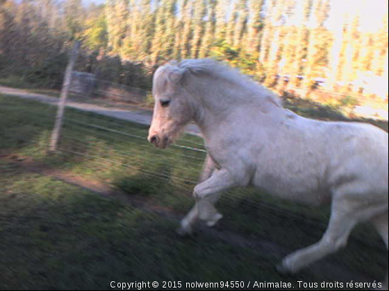 tempete - Photo de Chevaux