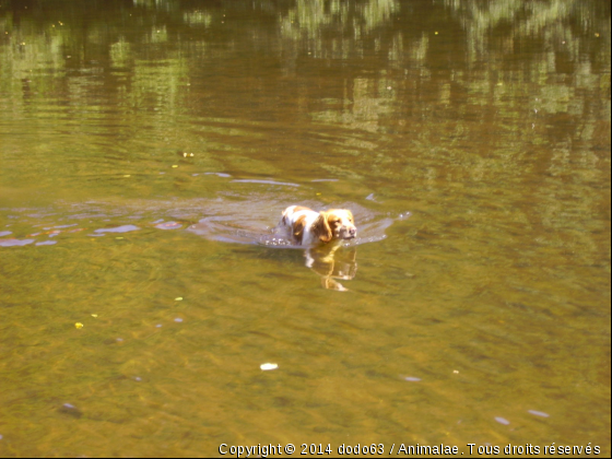 baz à la riviere - Photo de Chiens