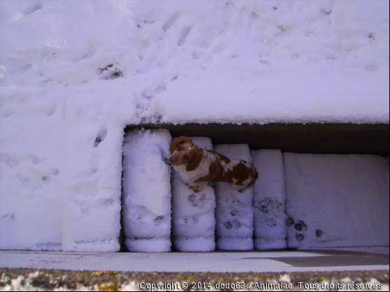 baz dans la neige - Photo de Chiens