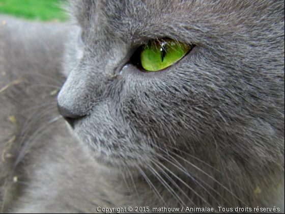 Tiphaine - Photo de Chats