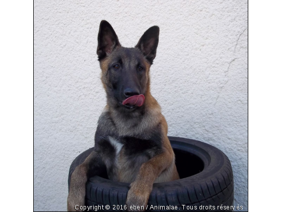  flag berger belge malinois - Photo de Chiens