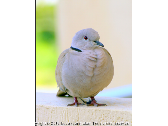 manequin volatile - Photo de Oiseaux