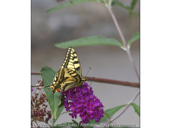 machaon - Photo de Microcosme