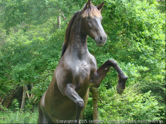 gavilan - Photo de Chevaux