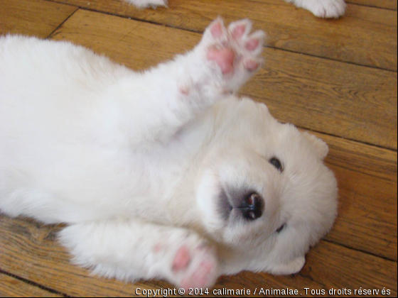 tit bébé trop chou - Photo de Chiens