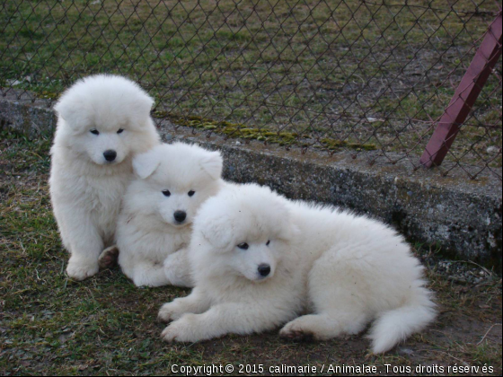 un, deux, trois - Photo de Chiens