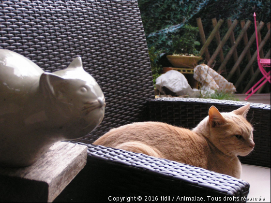 sosie? - Photo de Chats