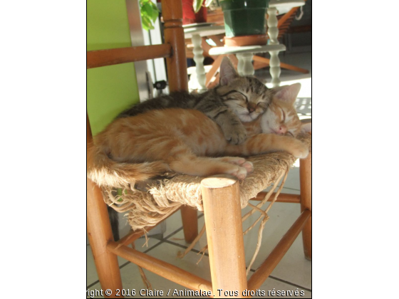 Charlie et Caliméro - Photo de Chats