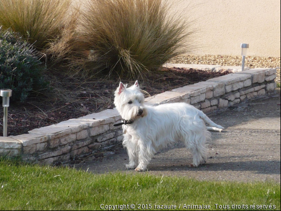 la blanche - Photo de Chiens